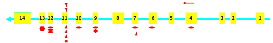 BHD structure